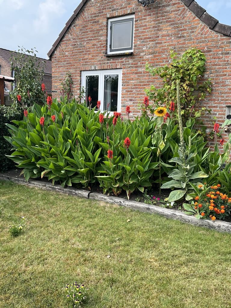 Canna in pot