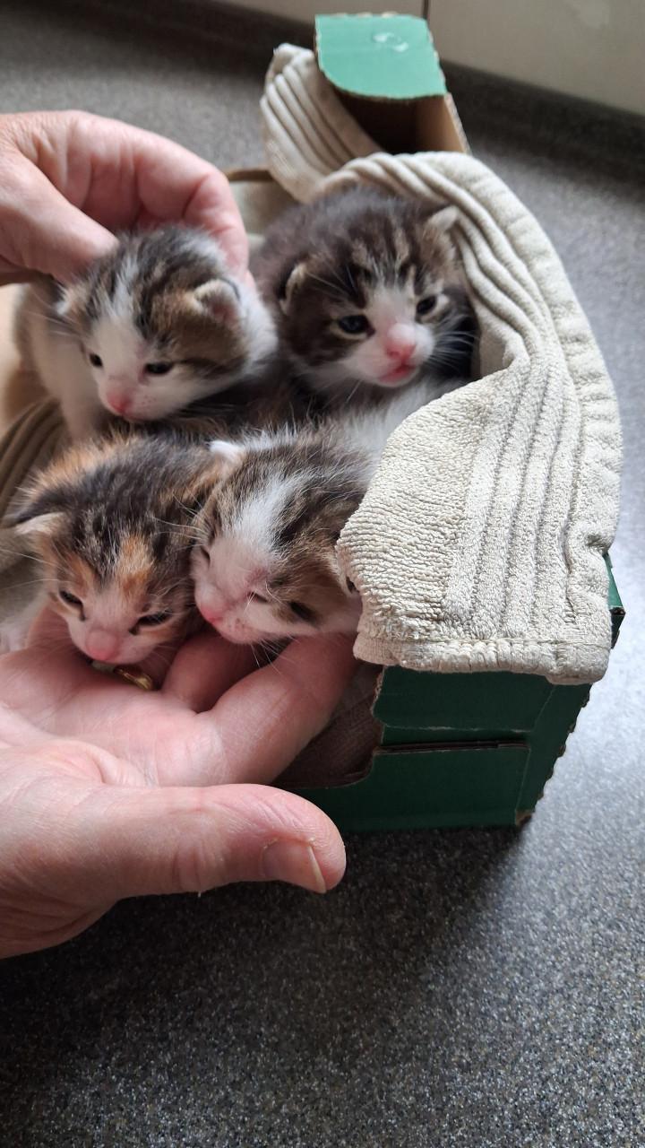 VIER LIEVE SPEELSE EN GEZONDE KITTENS BESCHIKBAAR!