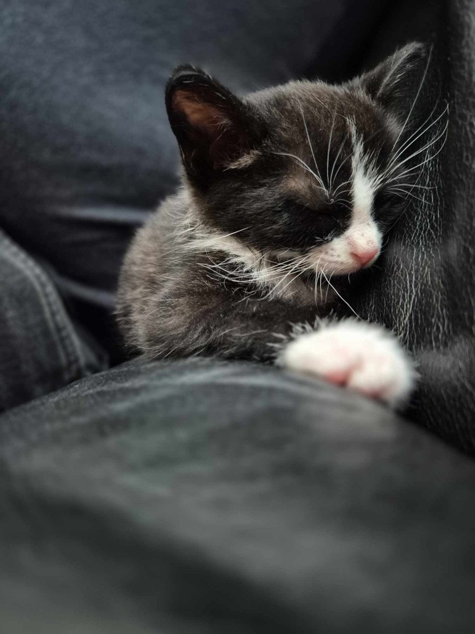 Super lieve sociale grotendeels met de fles opgevoede kittens te koop
