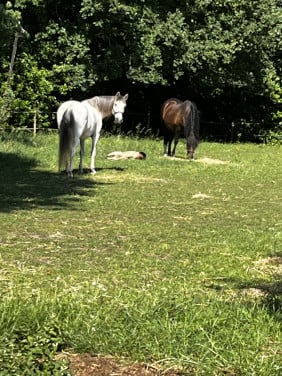 Versterk je persoonlijkheid, los problemen op met behulp van paarden