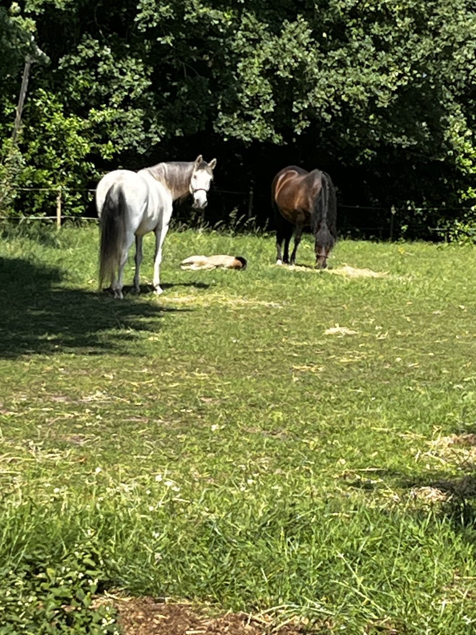 Versterk je persoonlijkheid, los problemen op met behulp van paarden