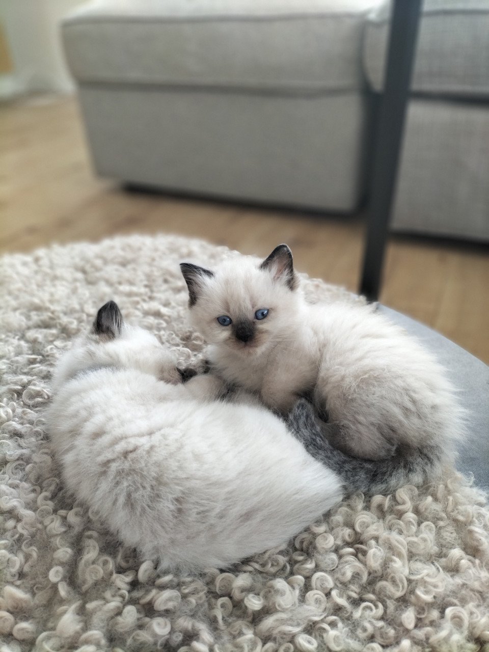 Super snoezige ragdoll kittens