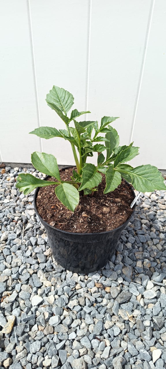 'Mooie Dahlia's te koop in 3 liter pot ! Diverse kleuren aangeboden.