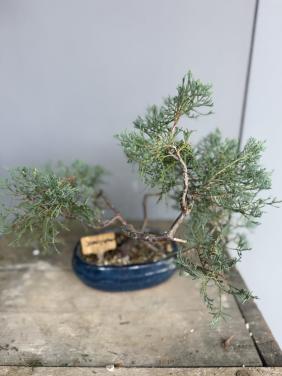 Bonsai Juniperus Blue carpet