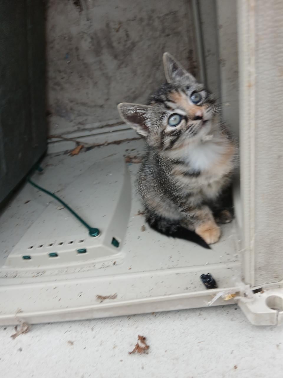 Kittens