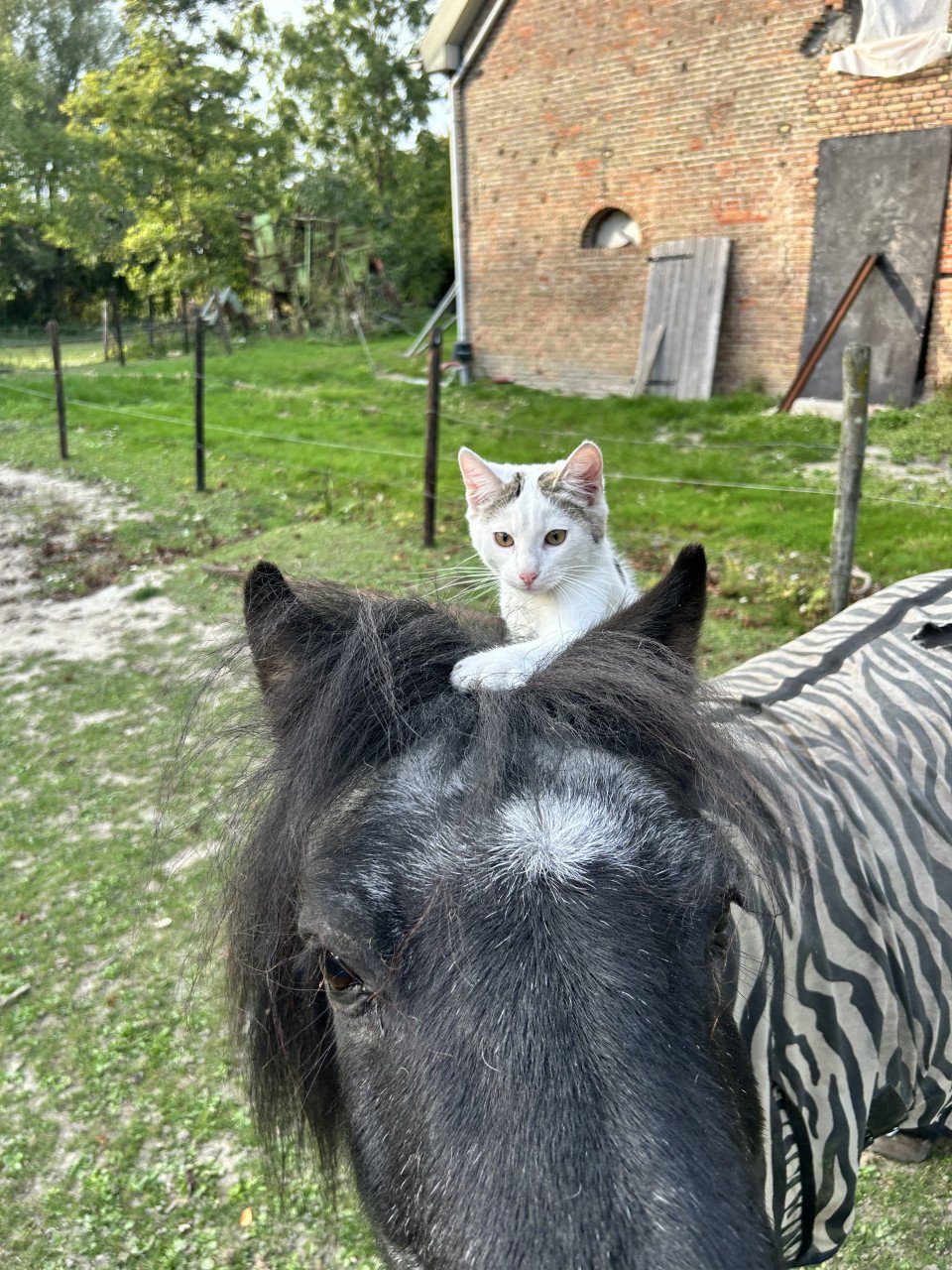 Kitten, kat
