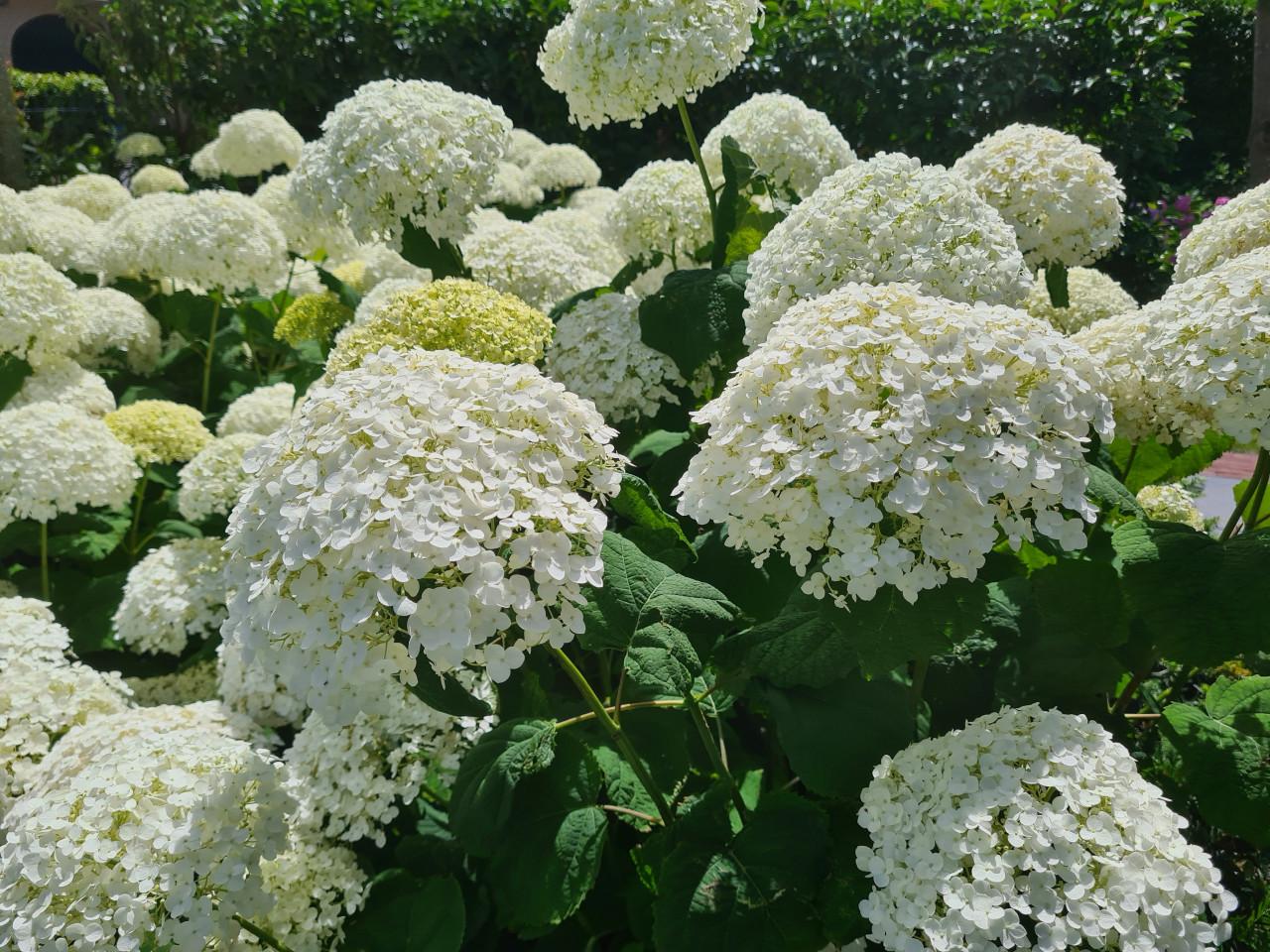 Hortensia Annabelle