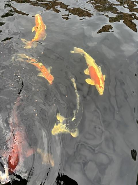Koi vissen