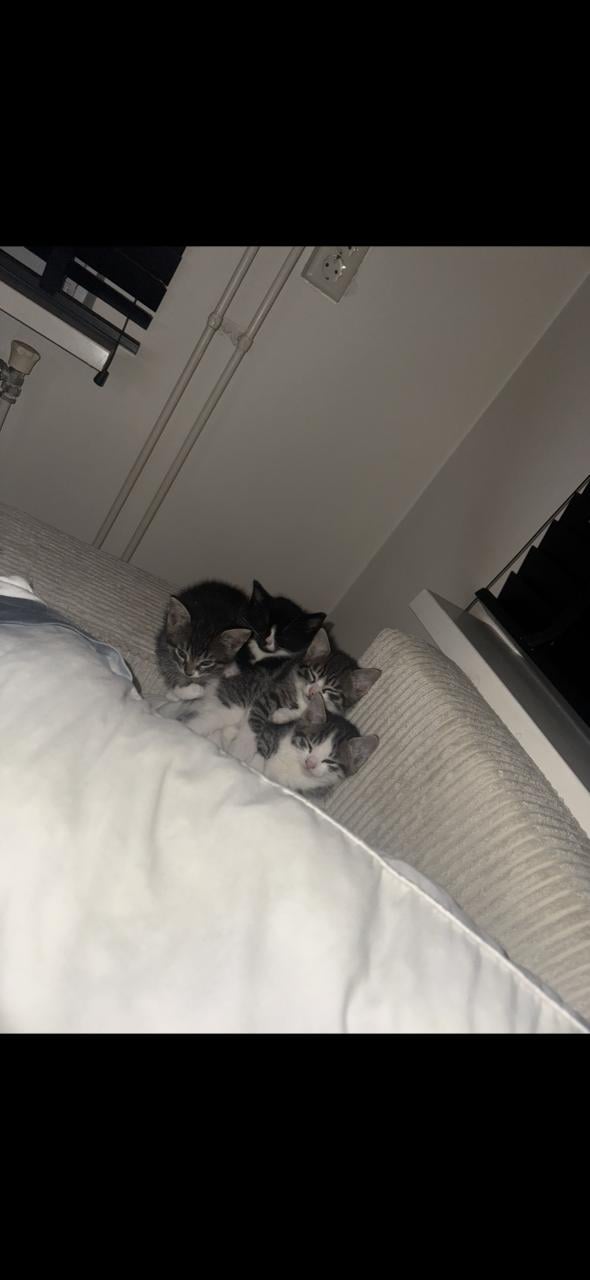 Kittens tekoop