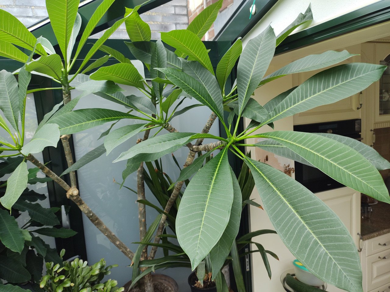 Mooie jonge plant. Plumeria, later met mooie geel-witte bloemen