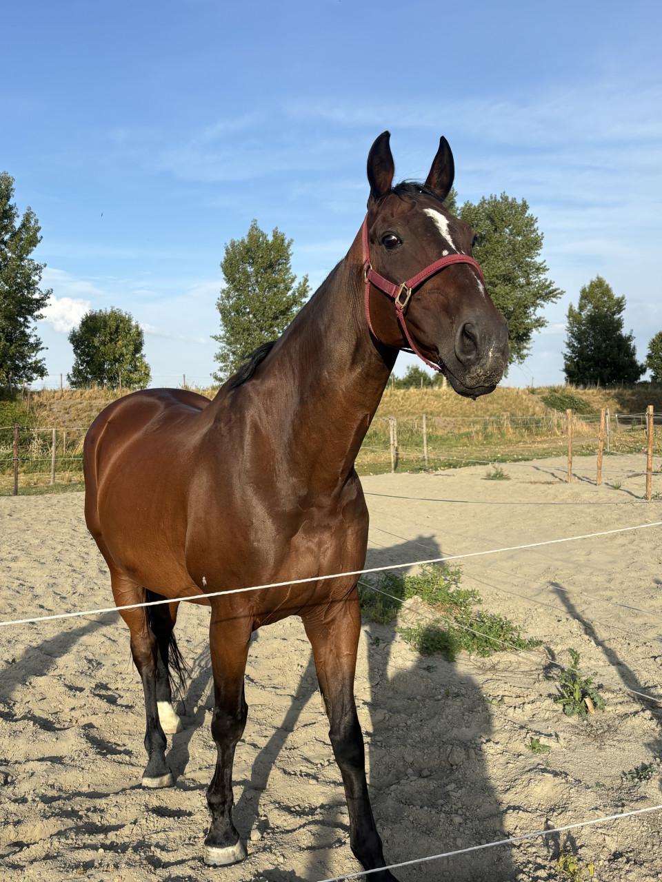 Paard zoekt huis❤️