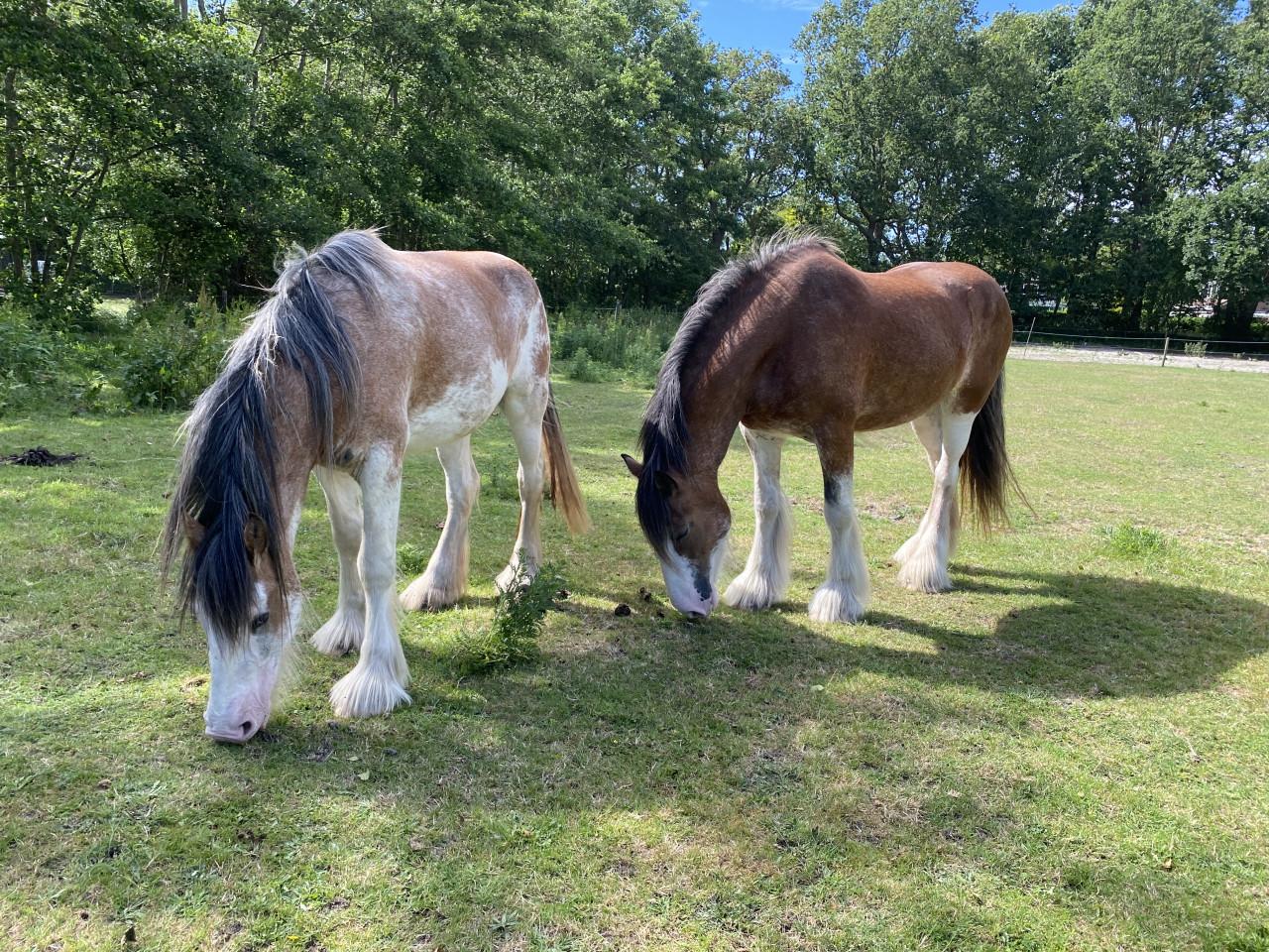 Te koop: 2 hele lieve Clydesdales (moeder & dochter)