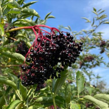 Gezocht kleine Vlierstukjes