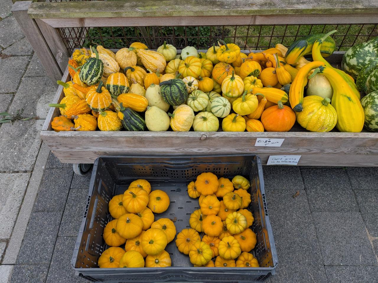Kalebassen (ook fles), pompoenen en courgettes