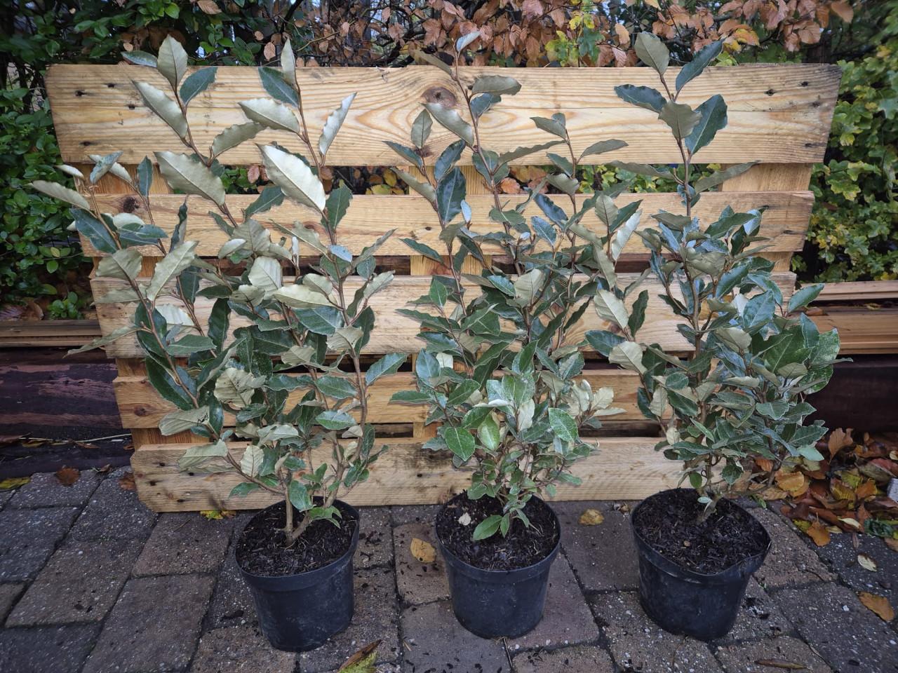 Olijfwilg compacta haagplanten ca 60 cm