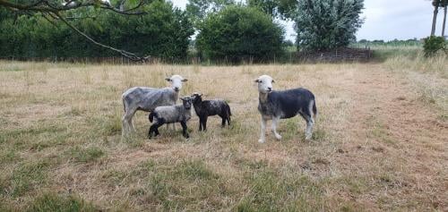 Herdwick