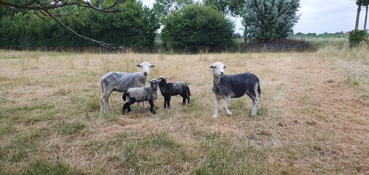 Herdwick