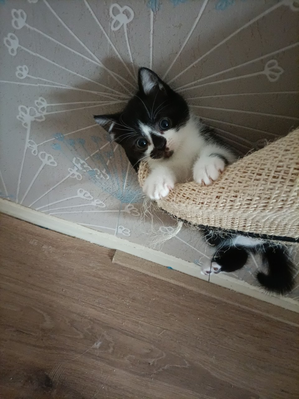Kruising kittens