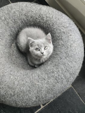 Britse korthaar kittens