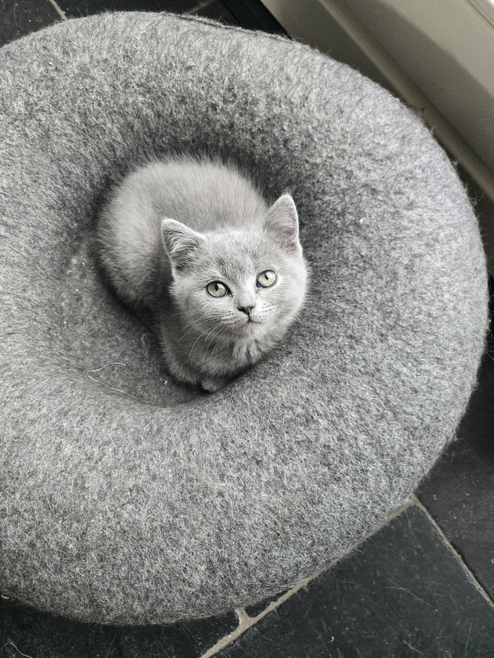 Britse korthaar kittens