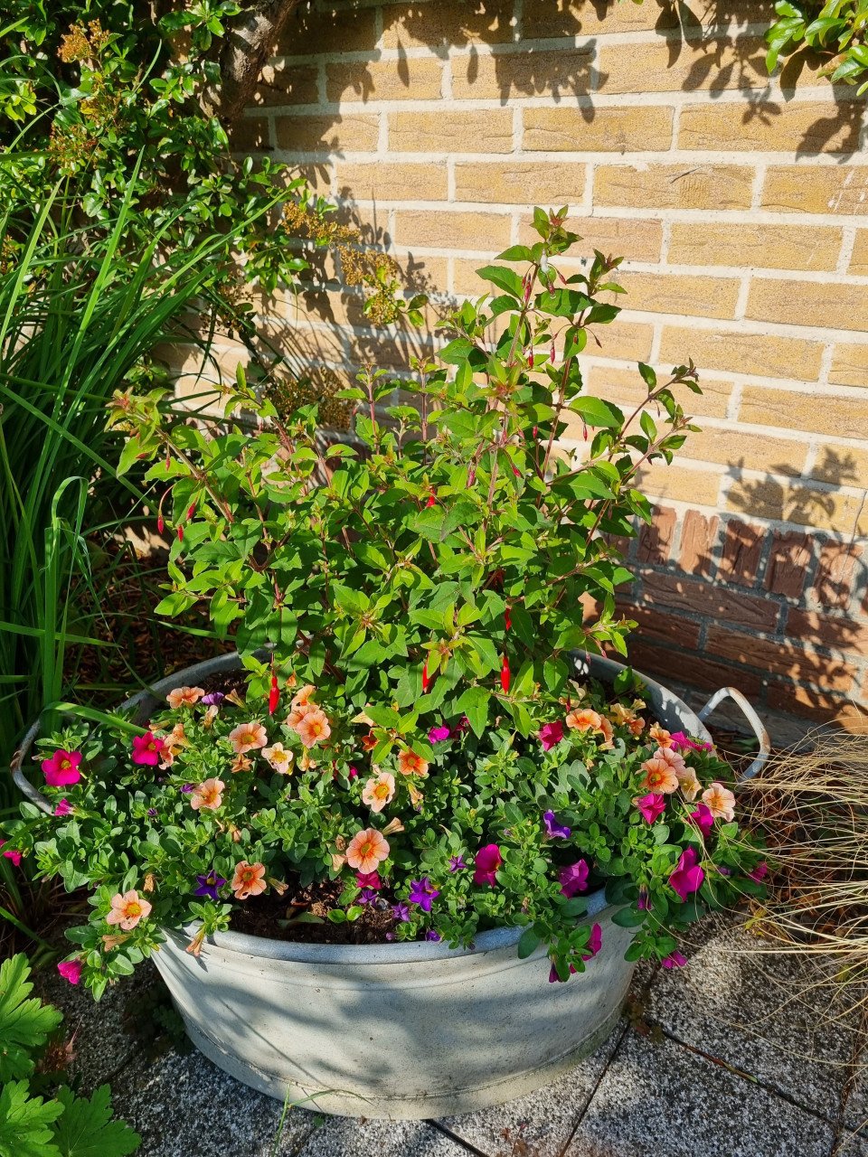 Fuchsias