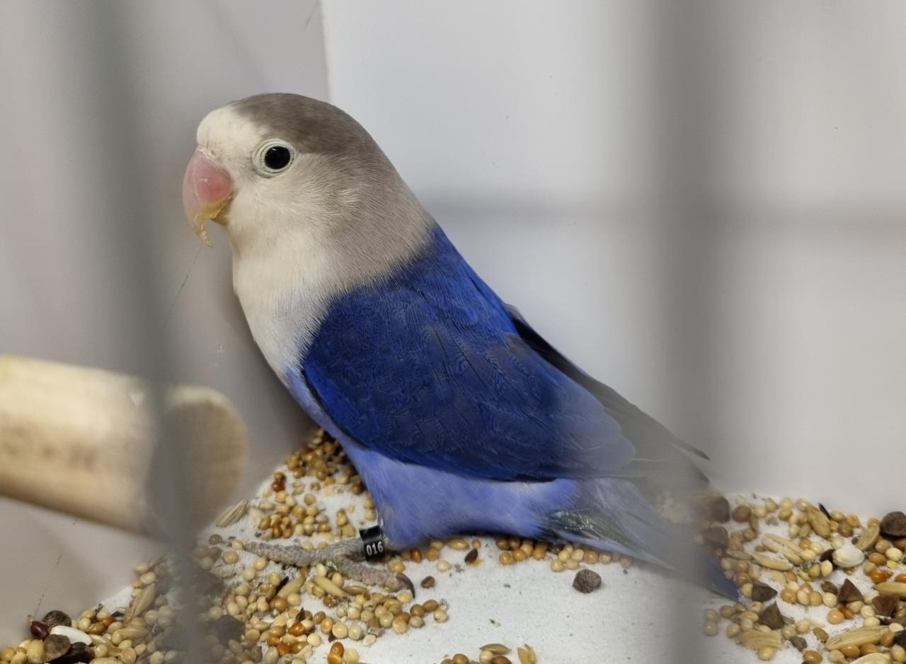 Agapornis fisheries, diverse kleuren