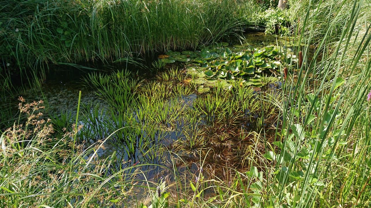 Mooie Krabbescheer aangeboden, uitstekende zuurstofplant voor in de vijver!