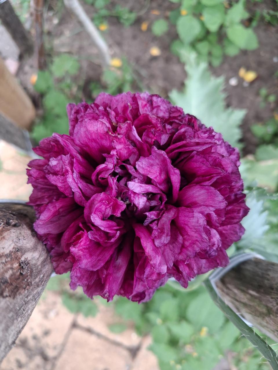 Biologische Bloemen Zaden