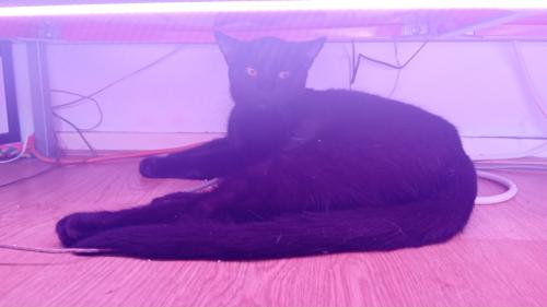Kater pablo