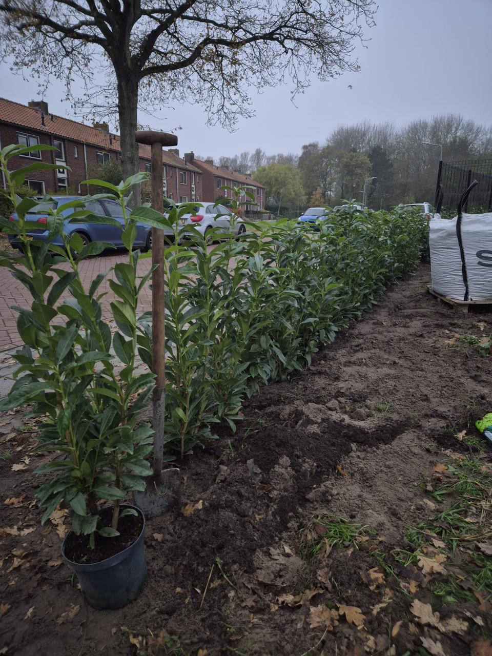 Prunus Genolia haagplanten ca. 100cm superprijs! OP=OP