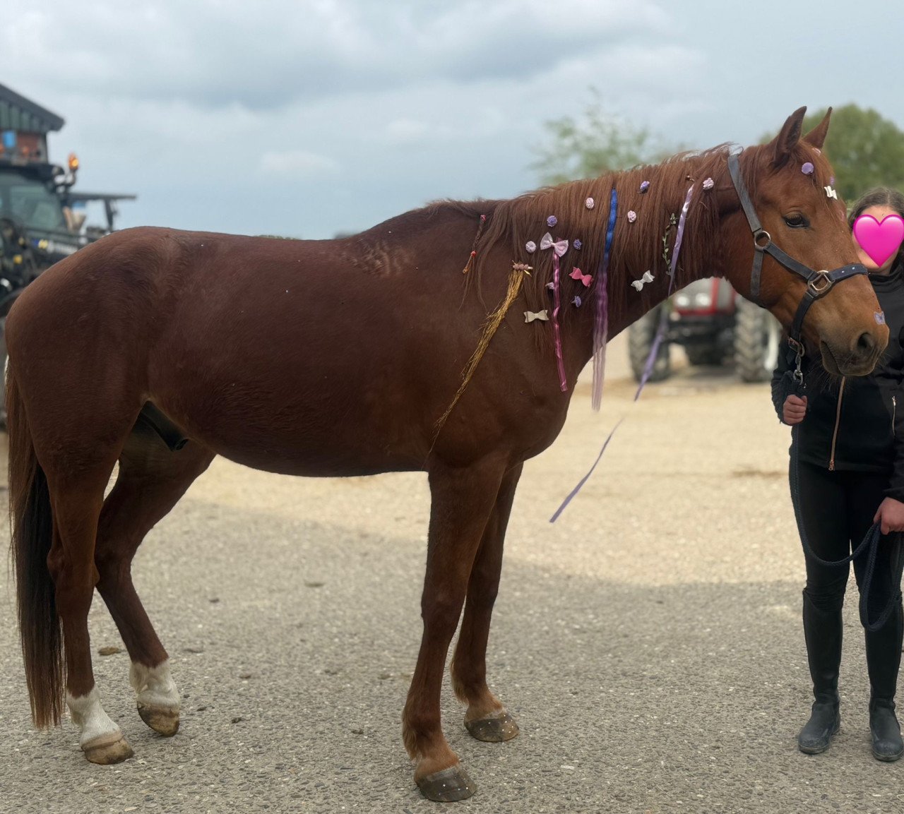 Lief en aanhankelijk paard