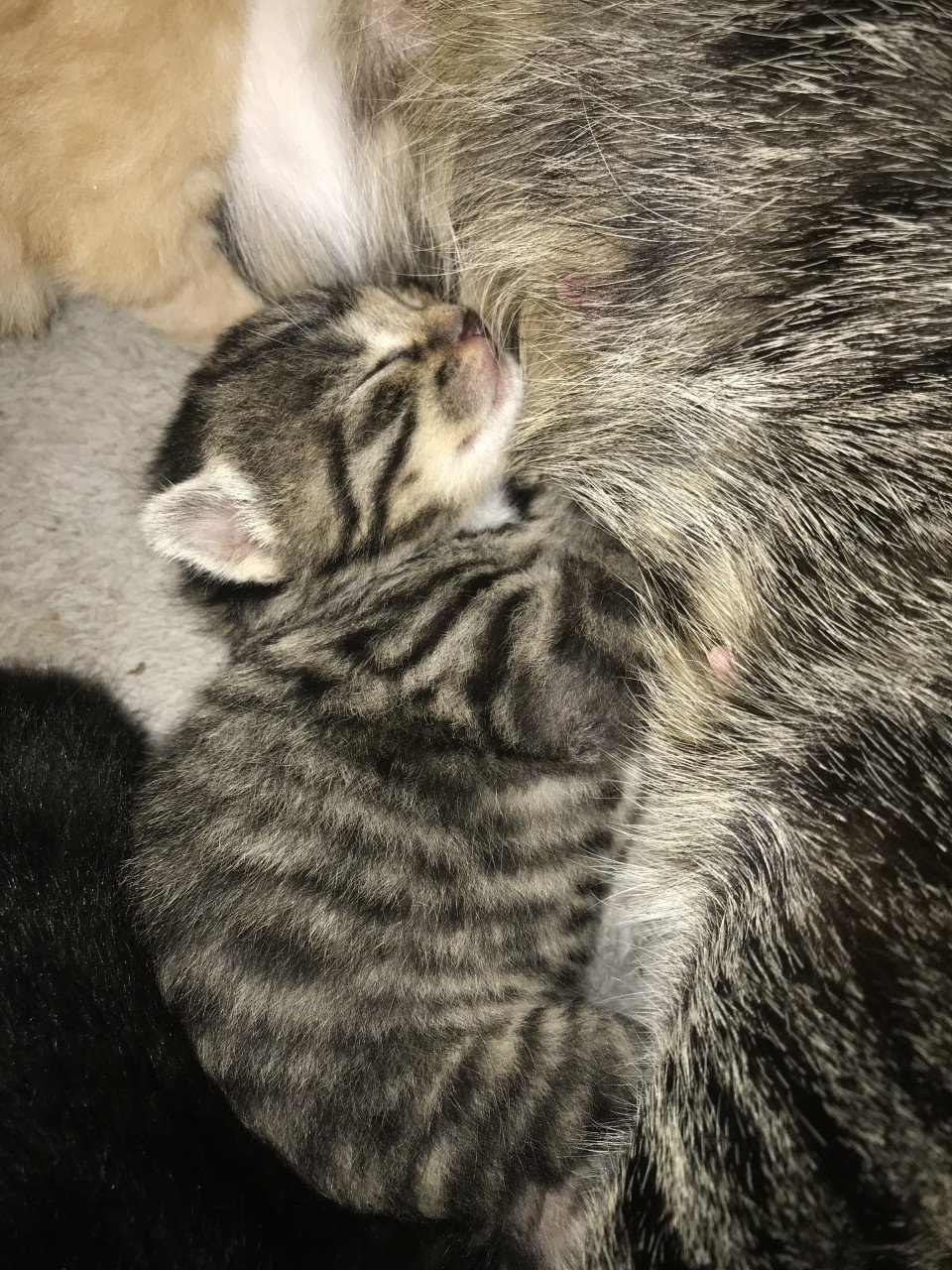 Kittens zoeken gouden mandje 😻🧺