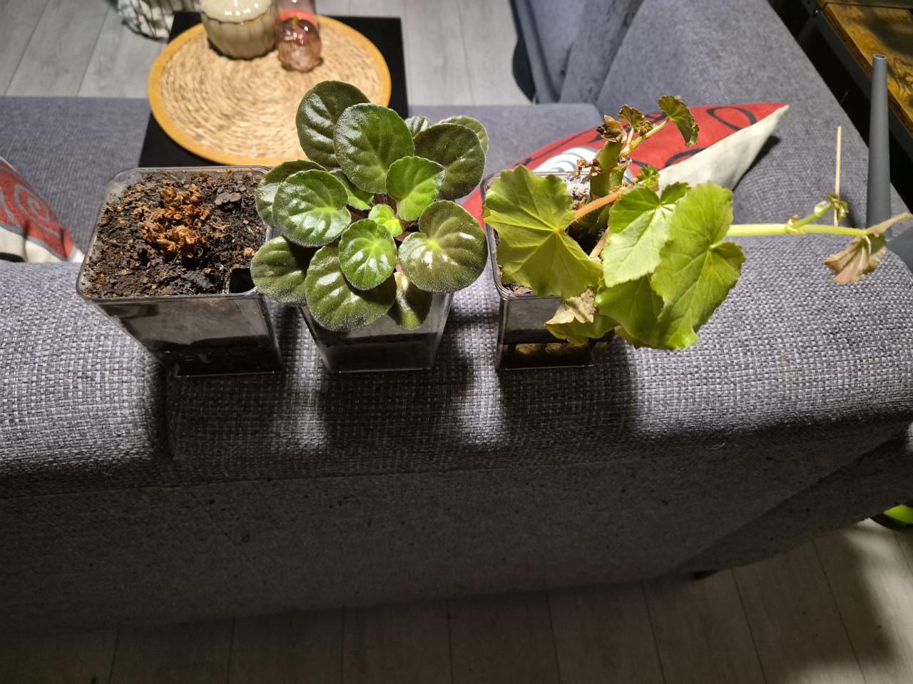 Plantjes