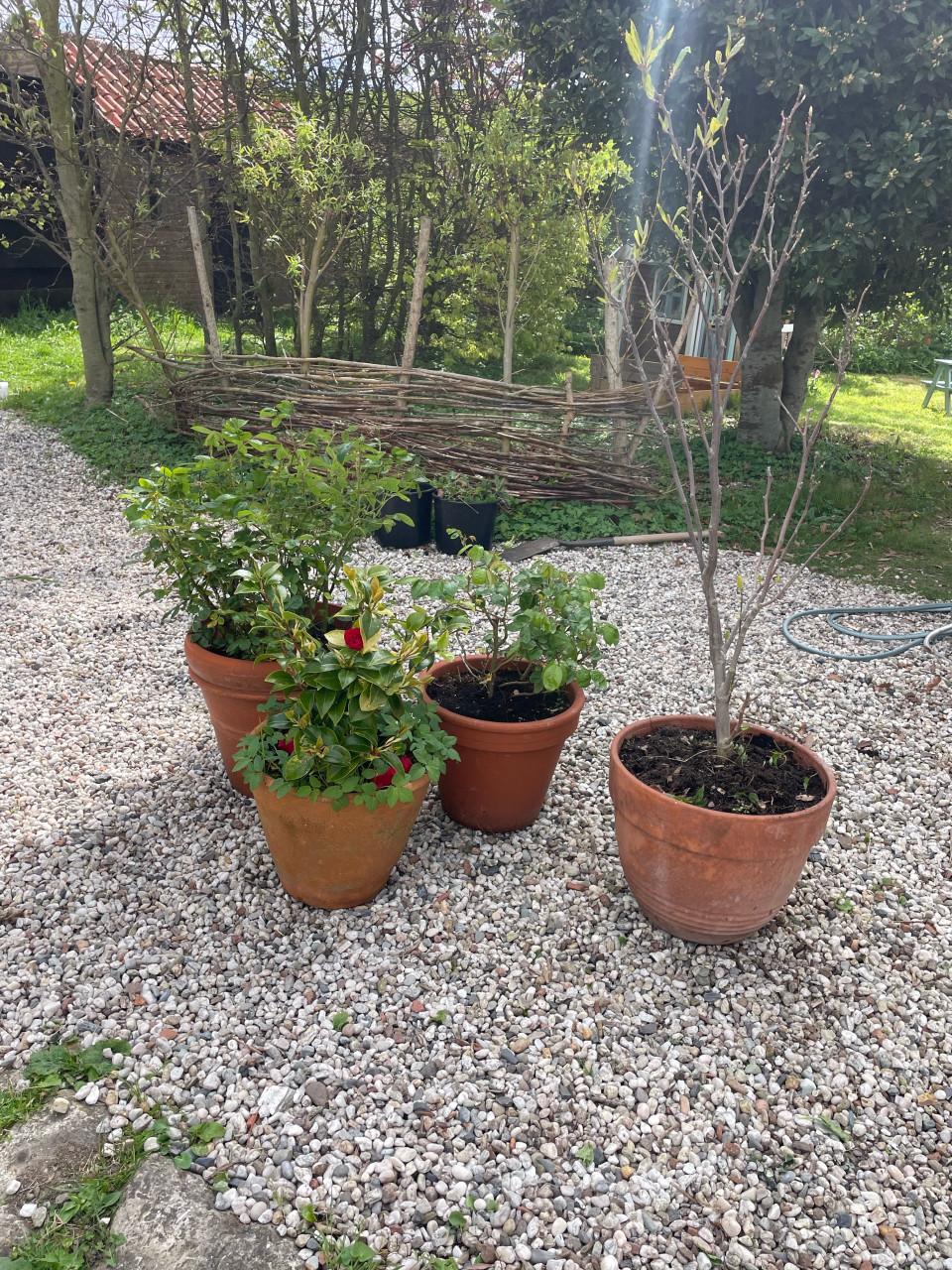 4 gratis tuinplanten met pot