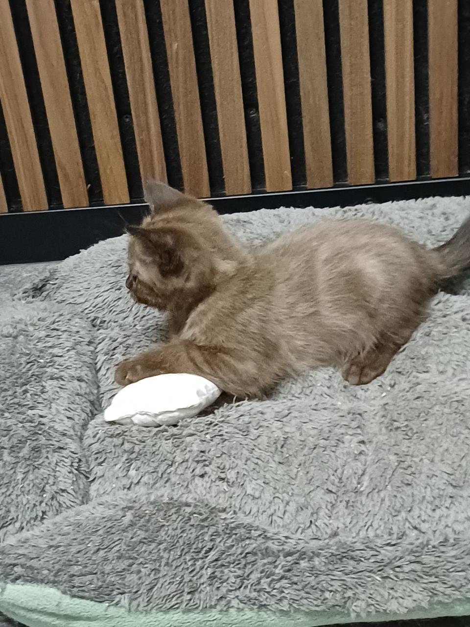 Prachtig getekend poesje Britse Korthaar x Ragdoll kitten