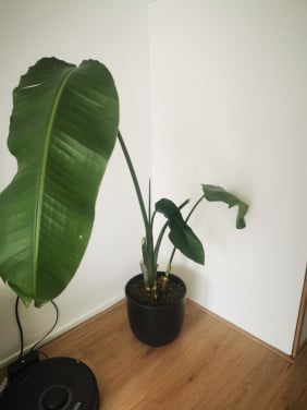 Plant met bloemenpot