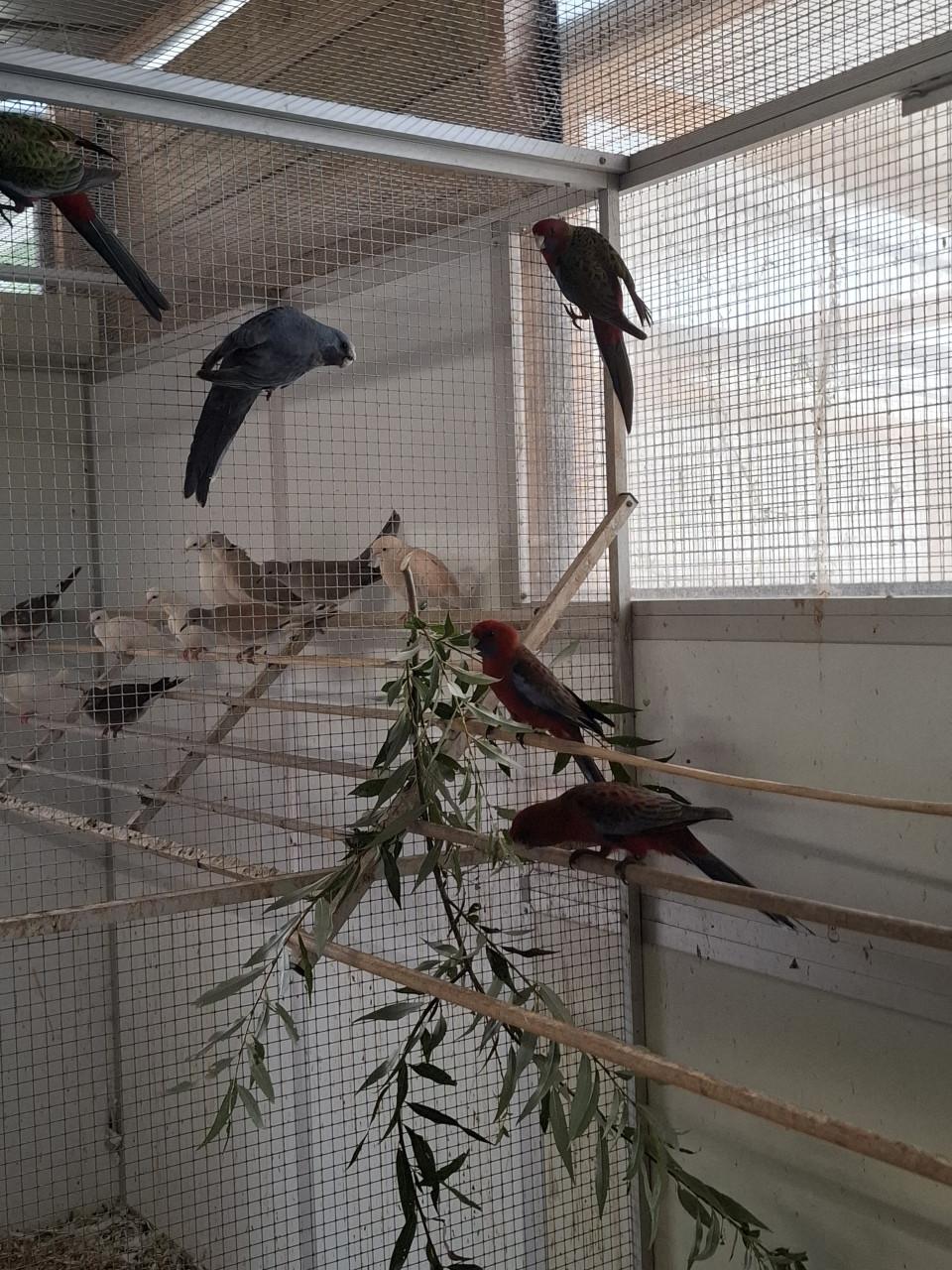 Jonge pennant rosella's