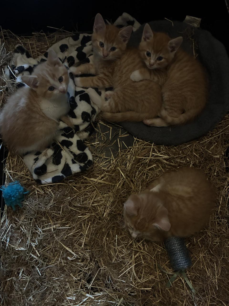 Kittens