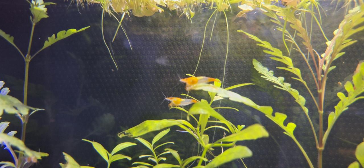 Oranje rili garnalen