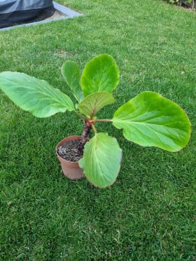 Diverse plantjes