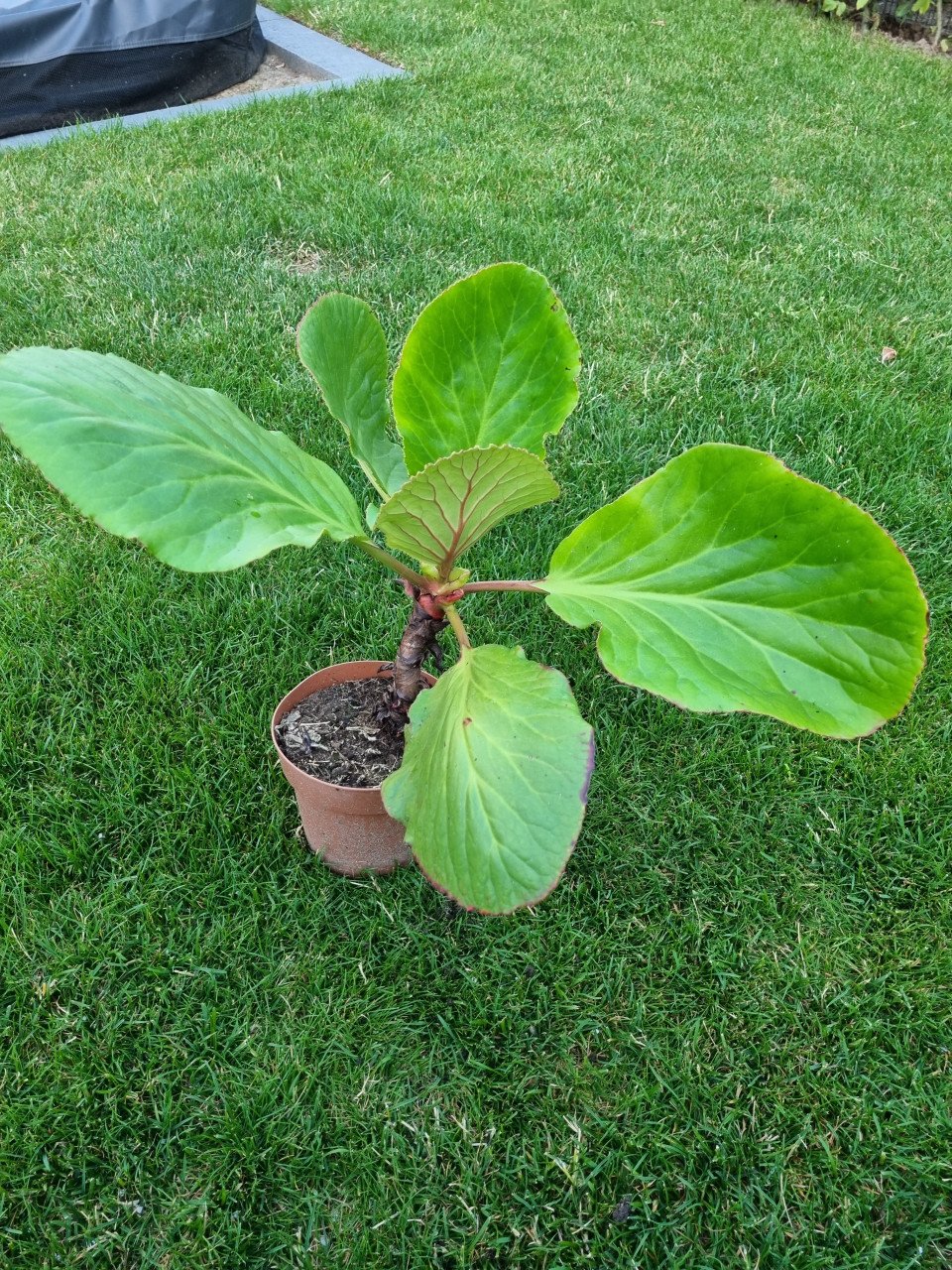 Diverse plantjes