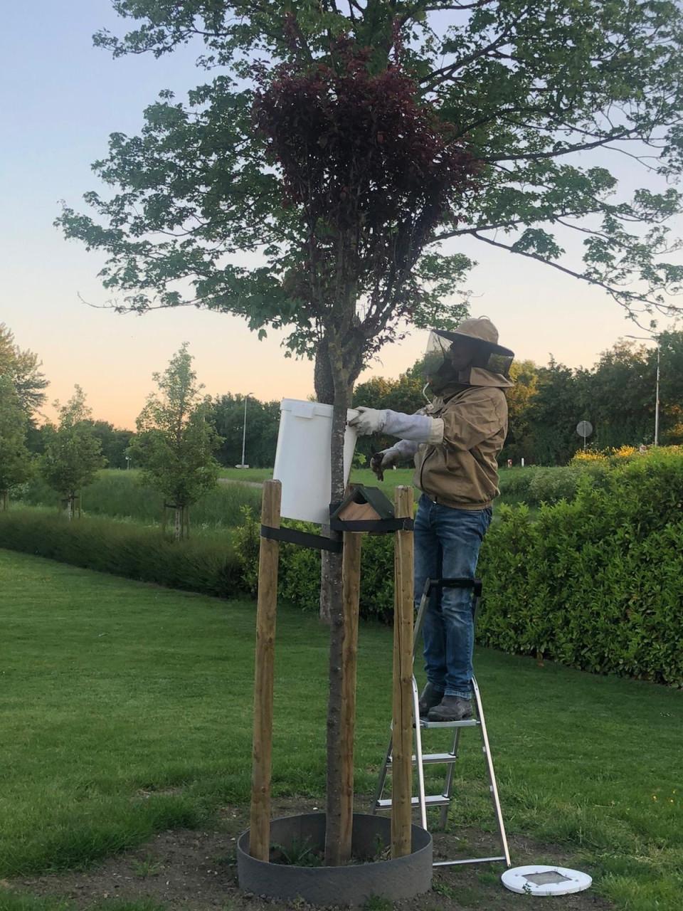 Bijenzwerm 🐝🐝🐝🐝