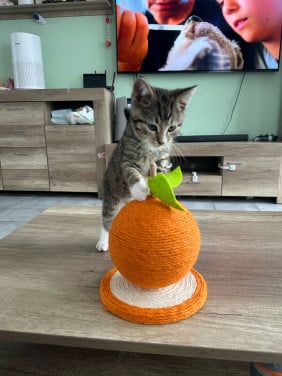 Kater pluisje zoek een goed huis