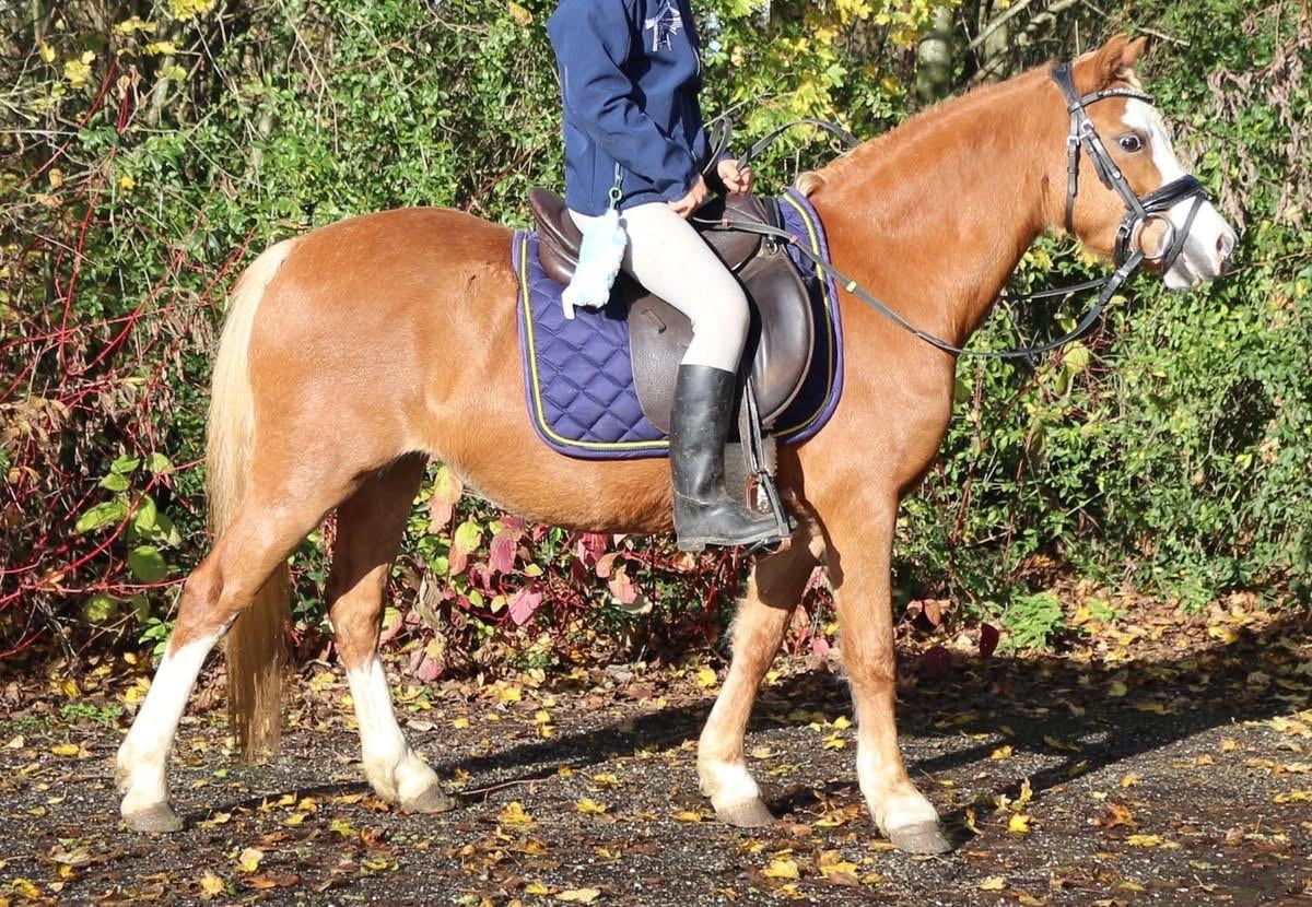 Kinderpony Welsh mountain