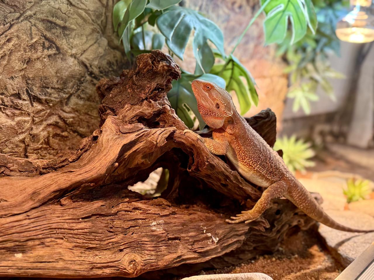 Terrarium inclusief alles en baardagaam