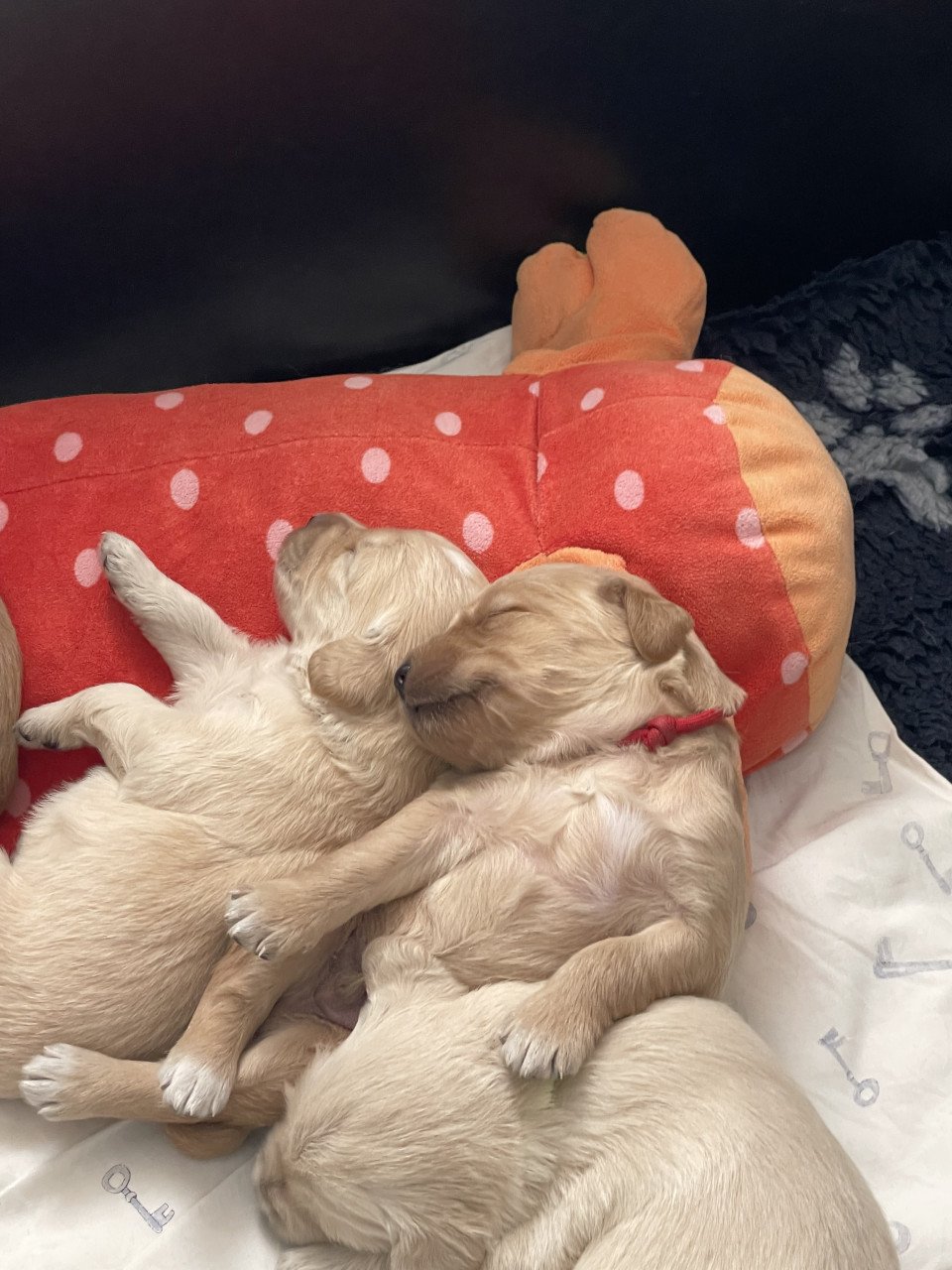 Mooie pups Golden retriever x Labradoodle