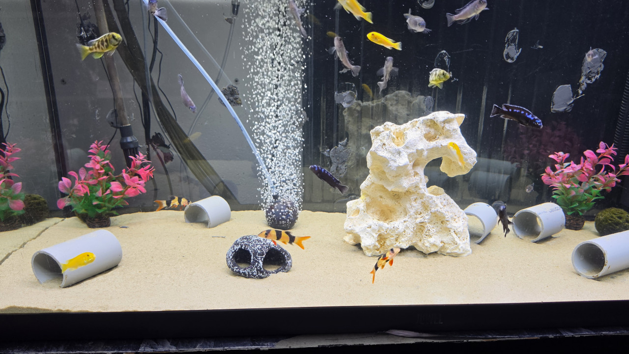 Compleet juwel aquarium