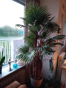 Te koop: een prachtige, grote kunst palm