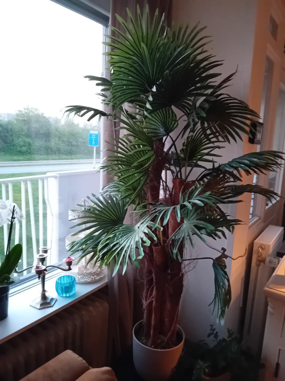 Te koop: een prachtige, grote kunst palm