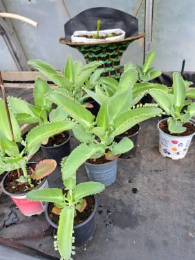 Vetplanten Mother of Thousand